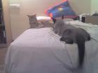 thumbs/Bart y Mozart vigilandose 6.jpg